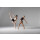 Ballet Rosa Acadia Ballett-Trikot